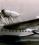 Macchi C.100 source archive thumbnail