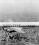 Douglas DC-6 source archive thumbnail