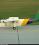 Britten-Norman Islander source archive thumbnail