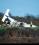 Partenavia P.68 source archive thumbnail