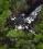 Cessna 421C Golden Eagle III source archive thumbnail